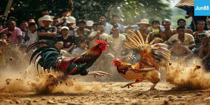 Một số chiến thuật giúp bạn thắng lớn khi chơi Đá Gà Trực Tiếp 88