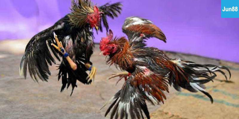 Vì sao đá gà trực tiếp Campuchia hấp dẫn?