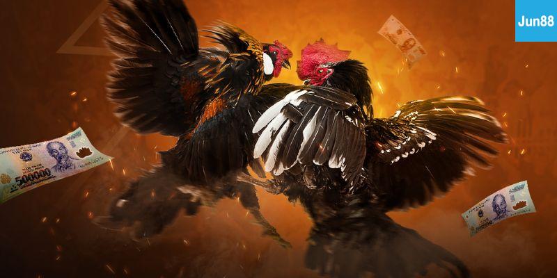 Hướng Dẫn Xem Đá Gà Trực Tiếp Thomo C3 Tại Jun88