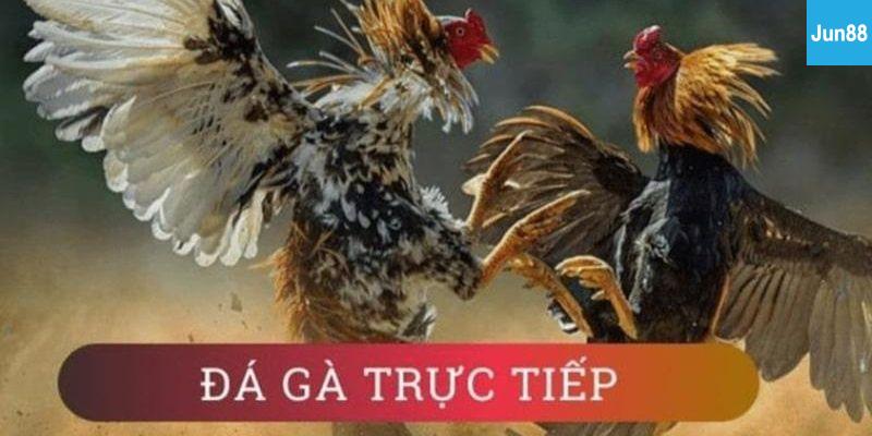 Lịch sử và nguồn gốc đá gà Campuchia