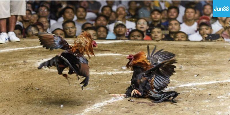 Vì sao nên xem trực tiếp đá gà tại Jun88?