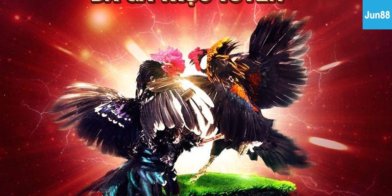 Lợi Ích Khi Xem Đá Gà Trực Tiếp Online